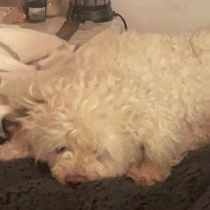 Meet your Posher, Cherifa